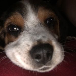 Meet your Posher, Kira